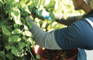 Lipman tomatoes being harvested
