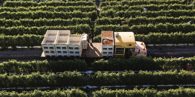 Lipman Family Farms sees sustainability through breeding, growing