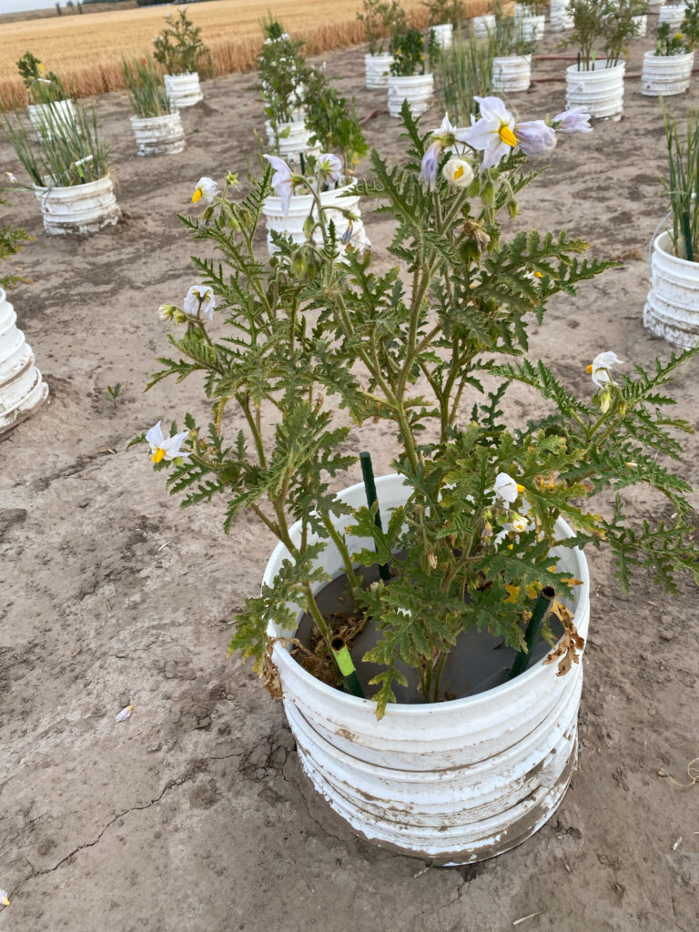 Tomato litchi genes studied for nematode resistance in potatoes