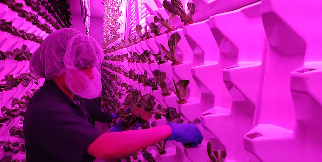 Living Greens Farm adds to executive team with new CFO