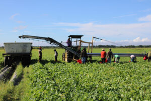 Tractor and workers in a field harvesting crops
