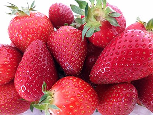 Maryland breeding program releases Lumina, a new strawberry cultivar