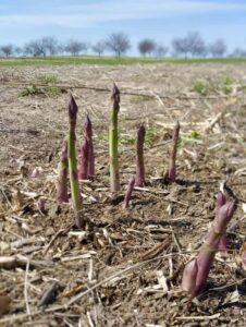 MDARD-asparagus-photo-2