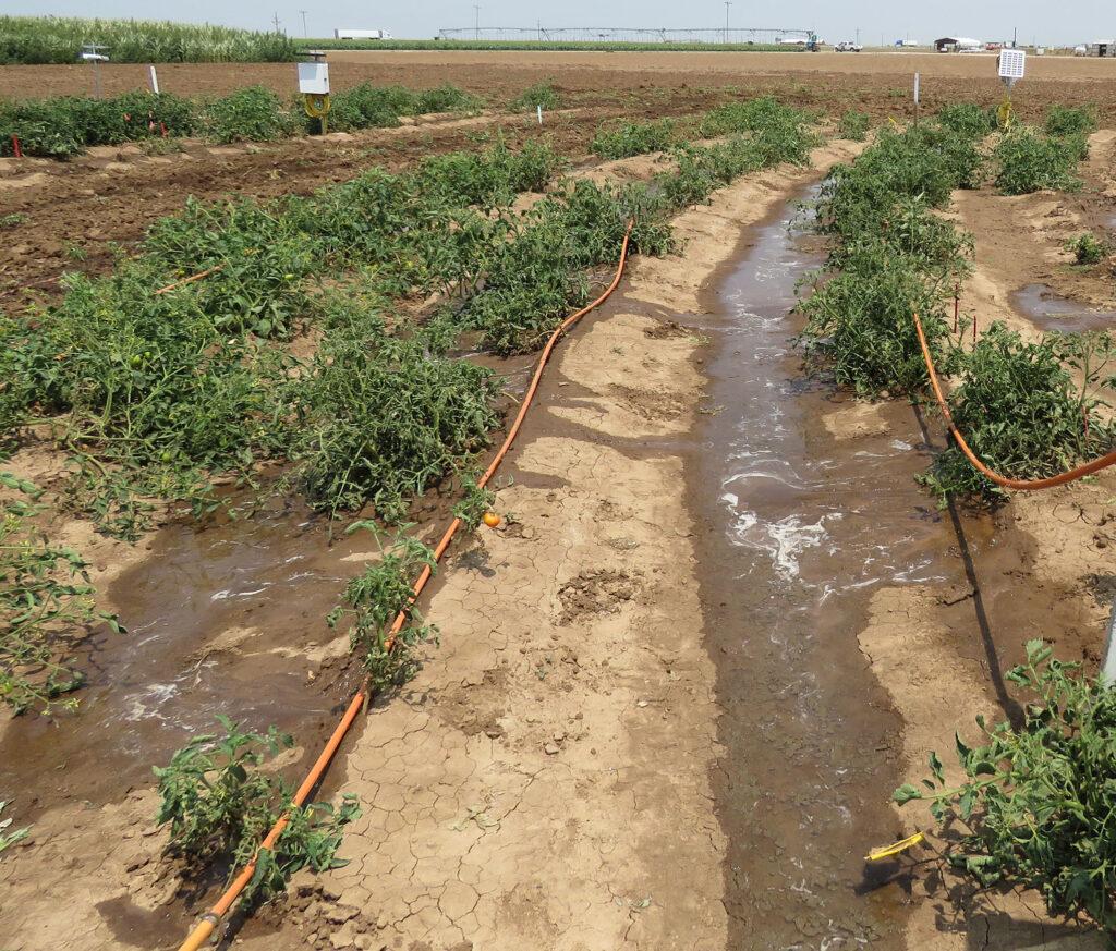 Mobile drip irrigation superior to sprinkler systems, Texas Agrilife study finds