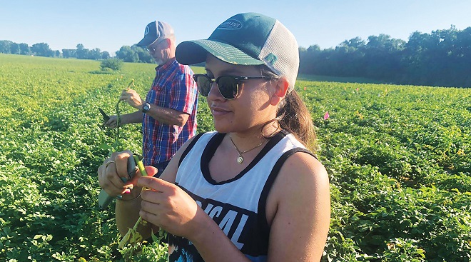 MSU studies potato early die complex