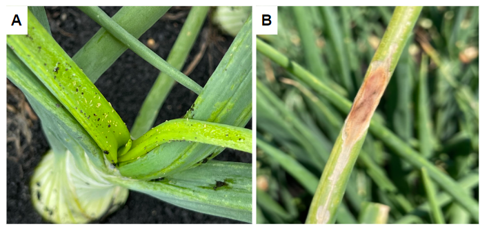 Onion thrips, disease management strategies