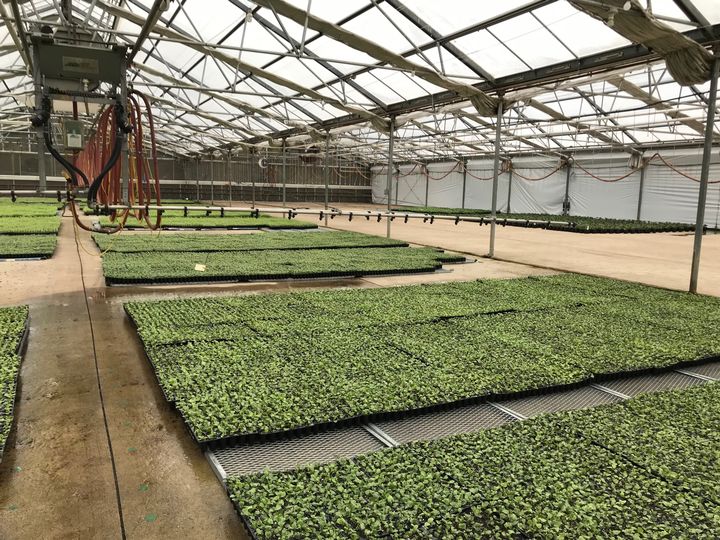 Emerging trend in permaculture focuses on maintaining temperatures in greenhouses
