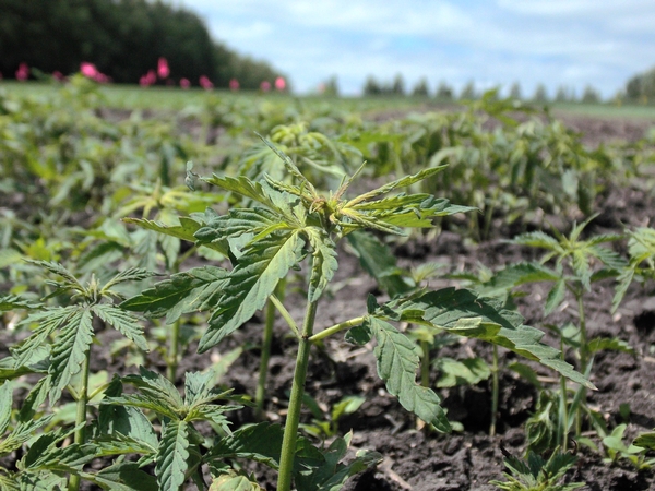 Early California hemp research already yielding results