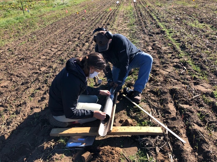 Veg Connections: Building organic matter in sandy soils