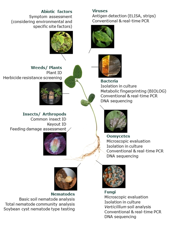 New website introduced for MSU Plant & Pest Diagnostics