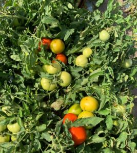 University of Florida researchers are releasing tomato varieties that can be mechanically harvested.
