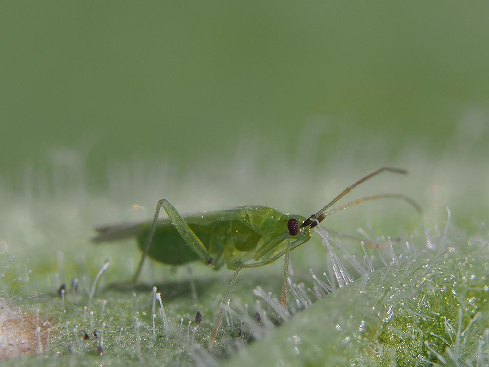 Sweet peppers benefit from macrolophus-system
