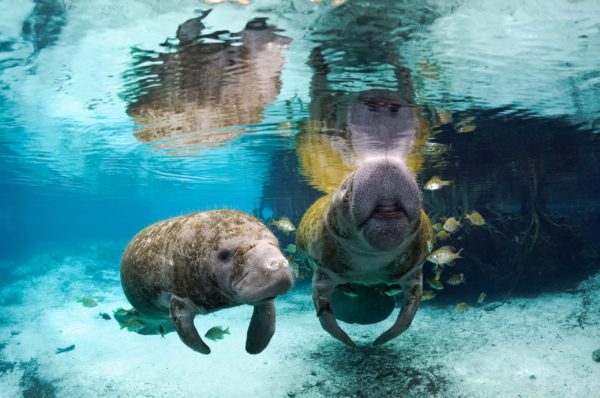 Lettuce fed to starving Cape Canaveral manatees