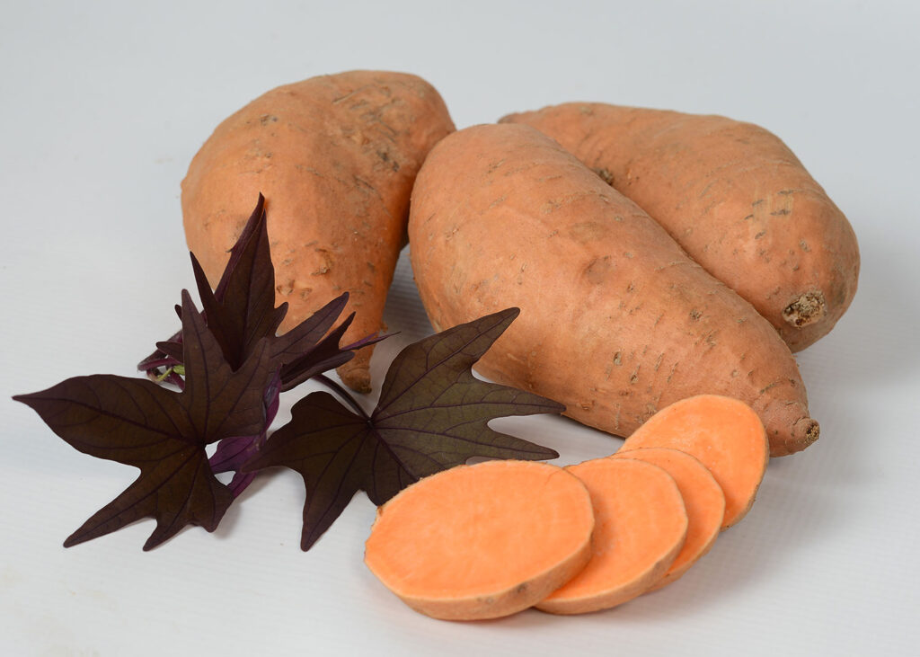 Sweet potato licensing at the LSU AgCenter becomes a success story