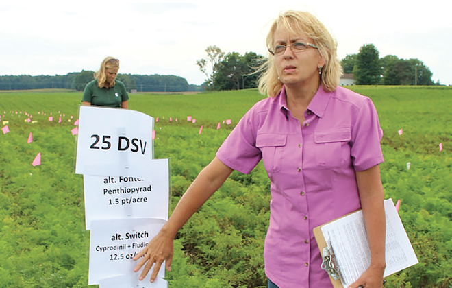 Processing squash makes phytophthora a big threat