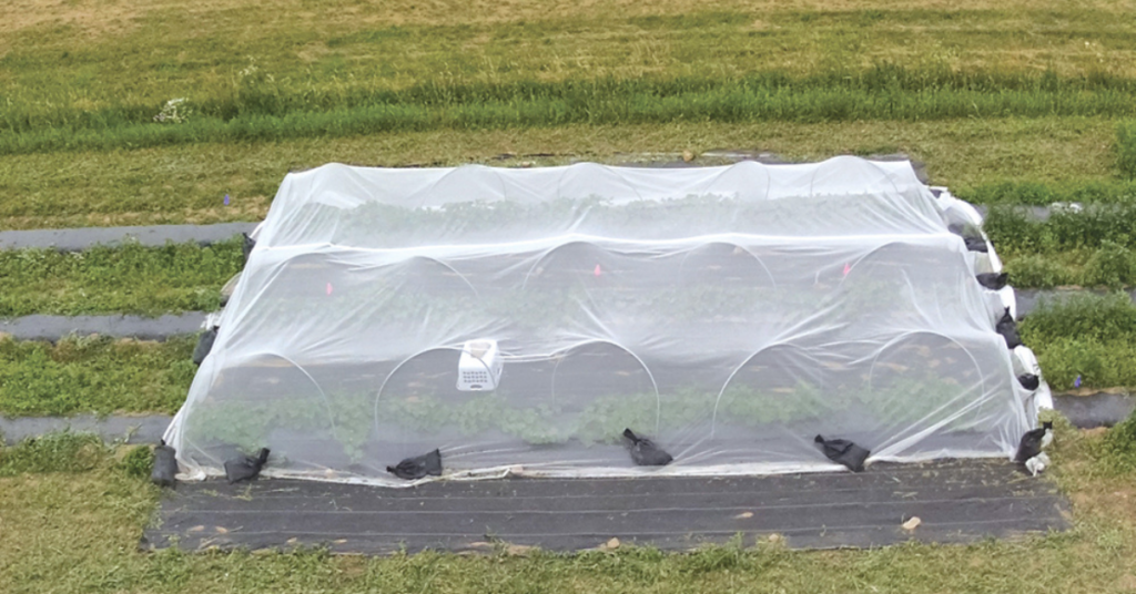 Research indicates medium mesotunnels can exclude insects in cucurbits