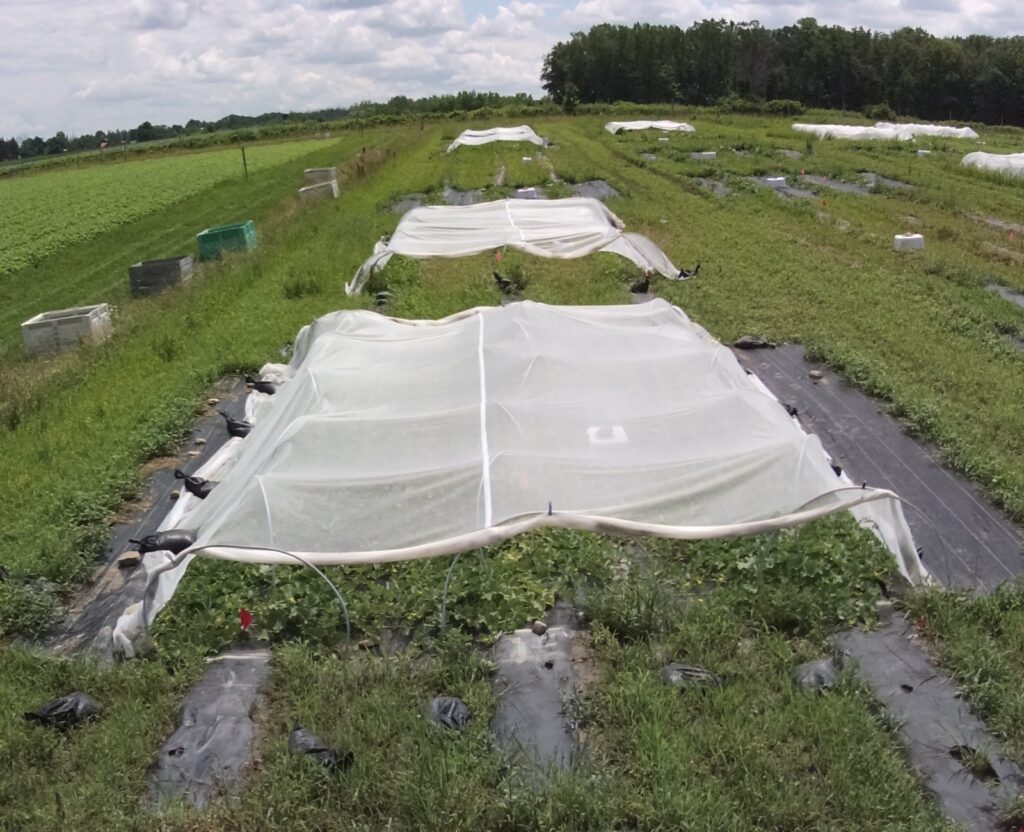 Photo of a fully constructed mesotunnel system in the field