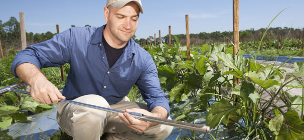 Molasses a replacement for methyl bromide?