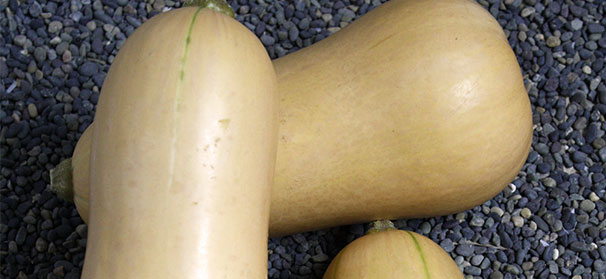 Targeted breeding aids vegetable seeds
