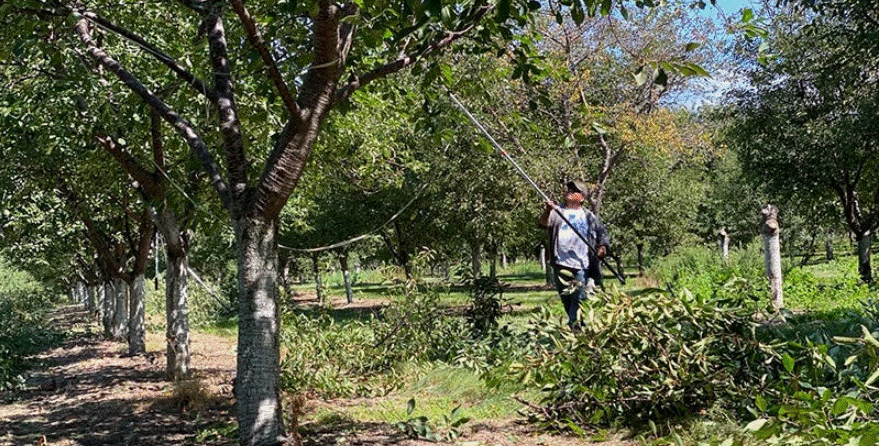 Wolverine State growers pressed by AEWR, labor challenges