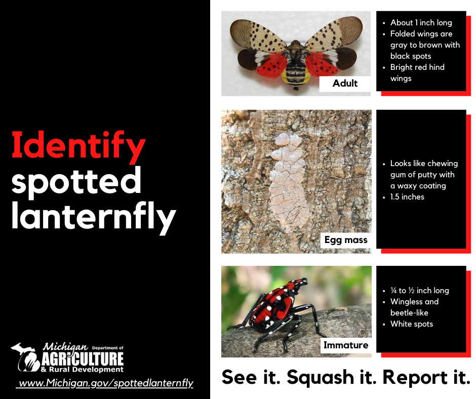 Spotted lanternfly discovered in Michigan 