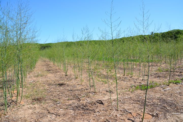 Weed control after final harvest in asparagus essential