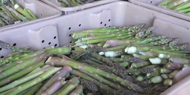 Caveats for CA storage of asparagus