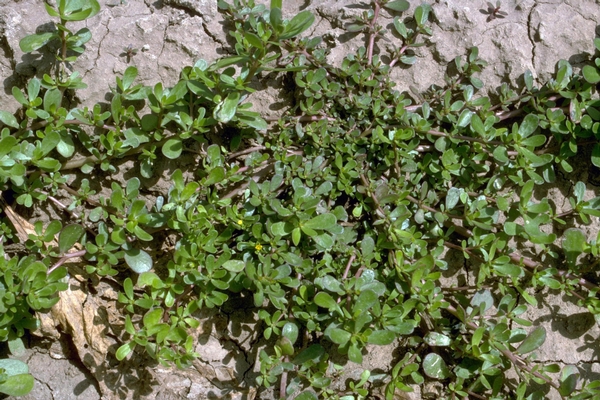 Herbicide Zidua now labeled for use in 2019 celery