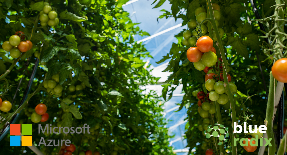 Microsoft AI partnership helps reduce greenhouse labor issues