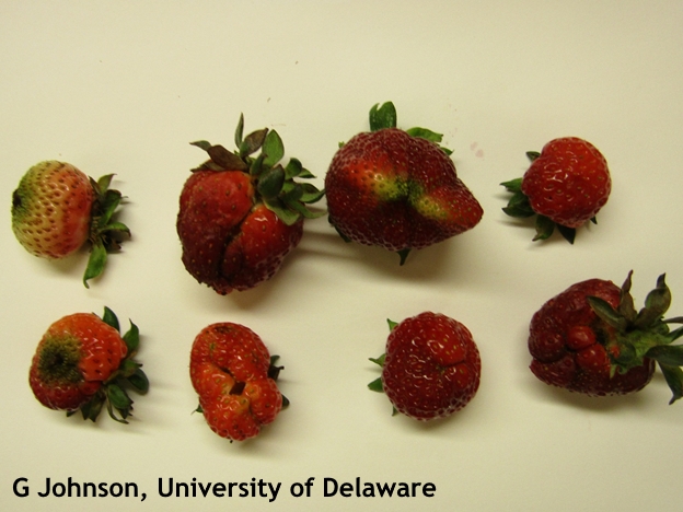 Misshapen strawberries caused by poor pollination