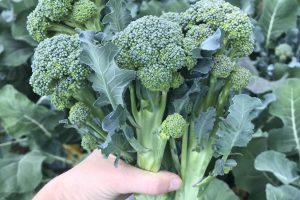 New York vegetable research harvests miniature crops