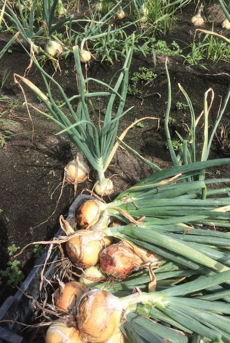 New York growers face influx of cheap Canadian produce; senators respond