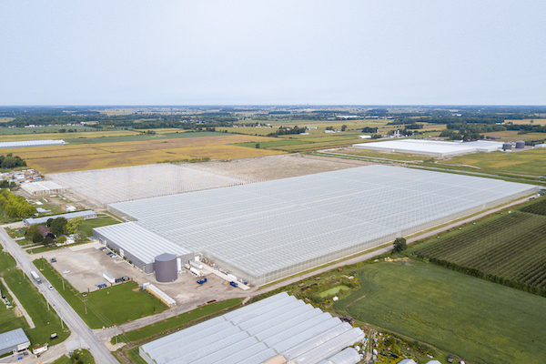 Mucci Farms plans 200-acre North American expansion
