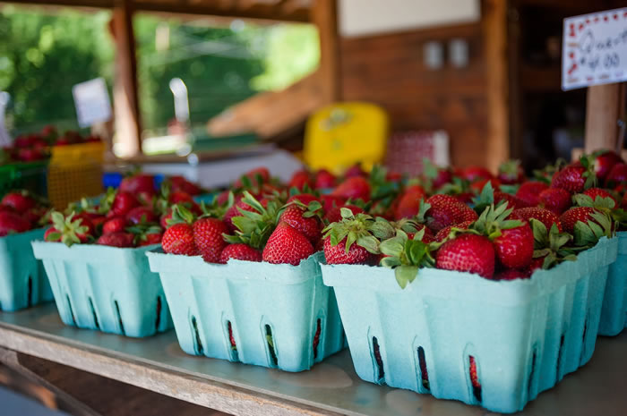 2019 North Carolina strawberry season under way