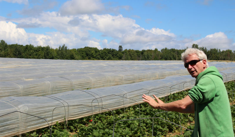 Quebec berry growers tout innovative approaches