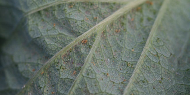 Time to scout spider mites in strawberries
