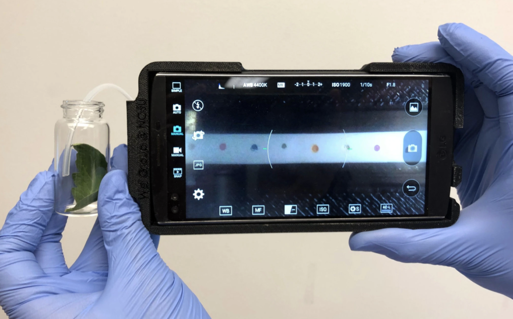 Smartphone test detects late blight