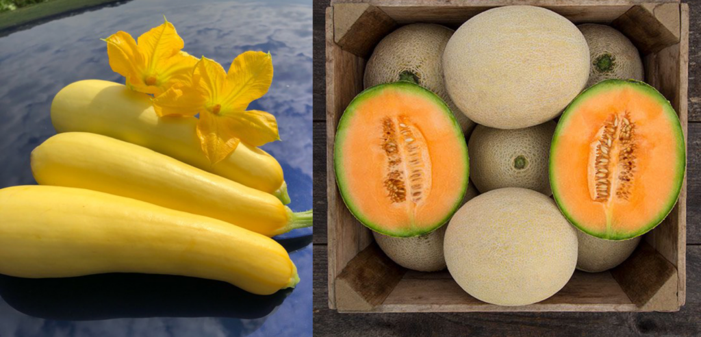 Penn State Extension offers cucurbit production program for growers