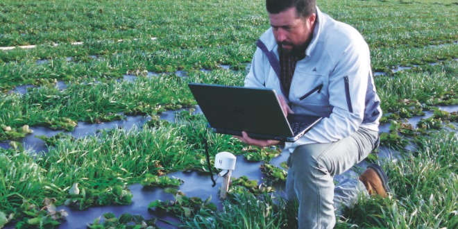 Nationwide project seeks sustainable U.S. strawberry industry