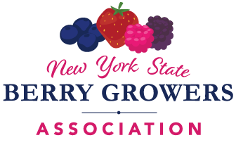 N.Y. Strawberry Crop flourishing this season