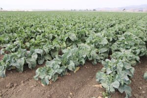 Southeast Michigan vegetable and field crop winter meeting set for Feb. 4 in Dundee