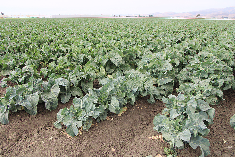 Southeast Michigan vegetable and field crop winter meeting set for Feb. 4 in Dundee