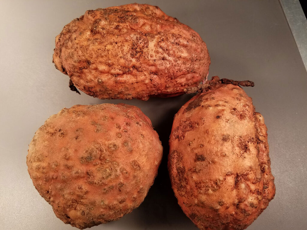 Group studies invasive nematode harmful to sweet potatoes