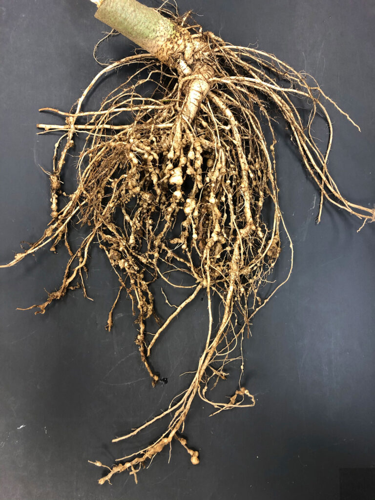 Integrating biological controls for root-knot nematodes, weeds in organic farming