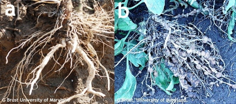 It’s a good time to check vegetables for root knot nematode
