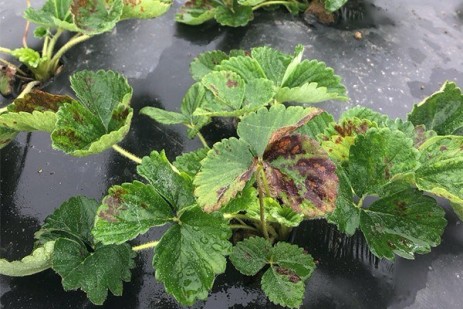 Pennsylvania strawberry growers face a number of production issues
