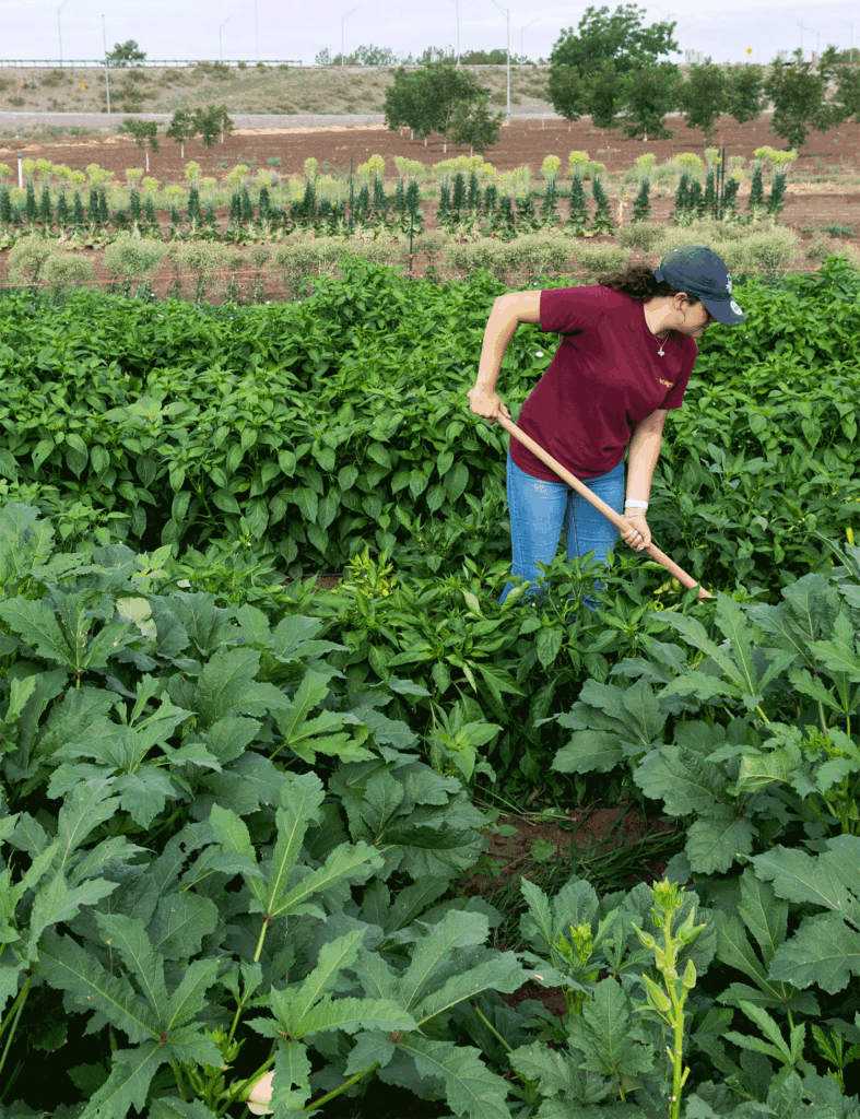 NMSU’s Jose Fernandez Garden blooms with uncommon vegetables