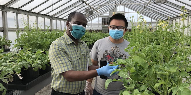 Bowery Farming, Arkansas scientists collaborate for super spinach