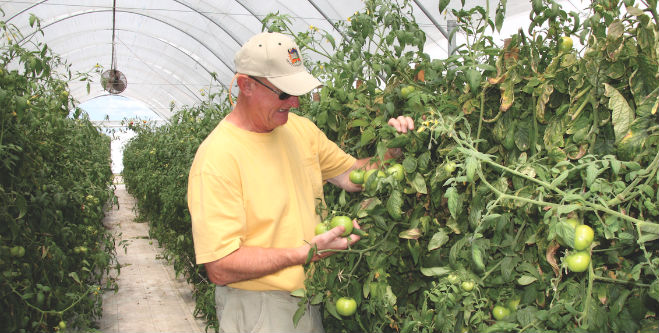 Sales outlets help Florida farm survive shifts in produce market