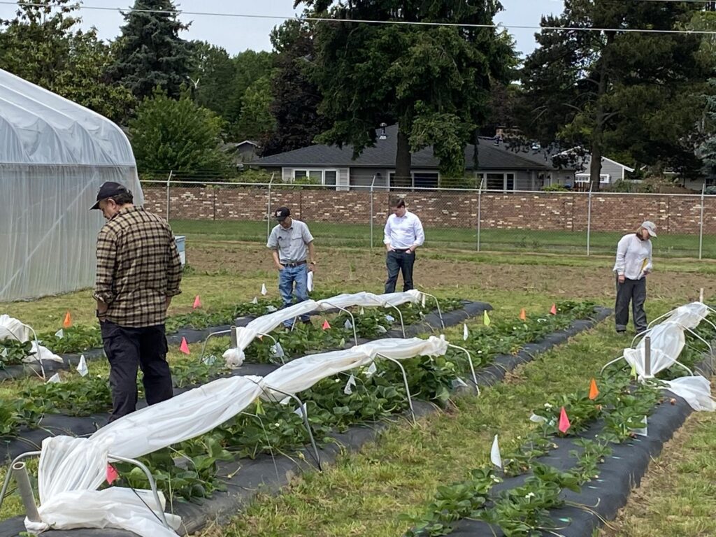 Low tunnels aid strawberry growth, protect from disease and pests
